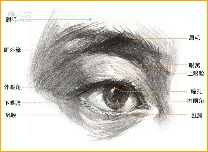 画完石膏眼睛之后,就要开始学习【素描眼睛】啦,赶紧来吧