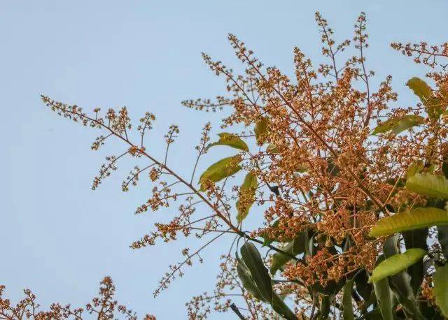 芒果吃了不少但你见过这么美的芒果花吗