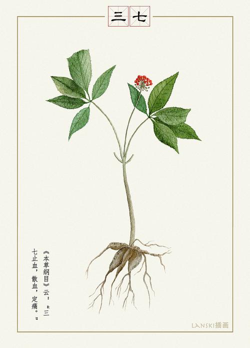 水彩药材——三七|插画|插画习作|画画的lanski - 原创作品 - 站酷