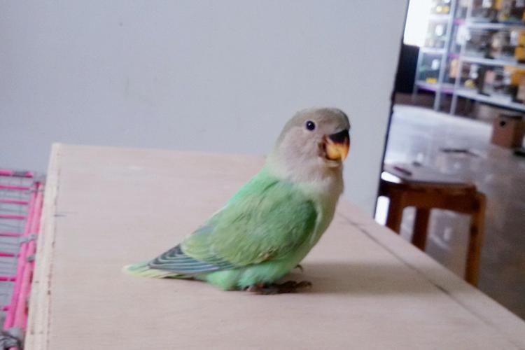 转让交换-牡丹鹦鹉爱好者之家