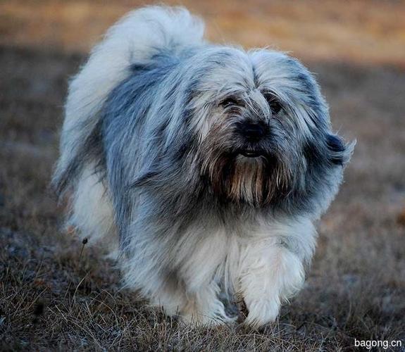 拉萨犬