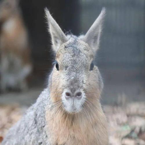 【云游园】兔豚鼠的新家装,看看它还喜欢吗?