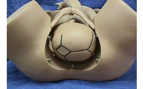 准妈必看的胎位图