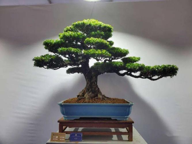 【观点】盆景的交易,收藏,展览