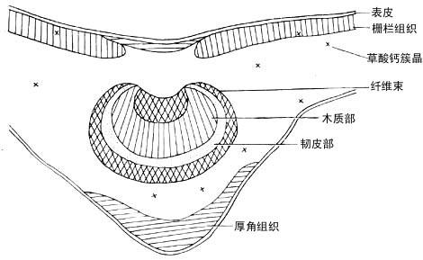 天然药物集之功劳叶:药材鉴别(显微鉴别)