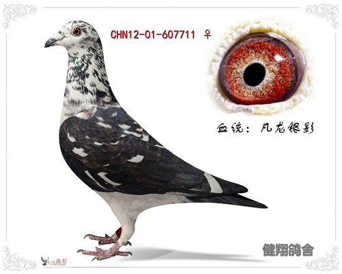 凡龙银影_北京健翔鸽舍_ ag188.com爱鸽商城_中国信鸽
