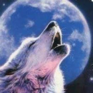 雪狼动漫图片头像