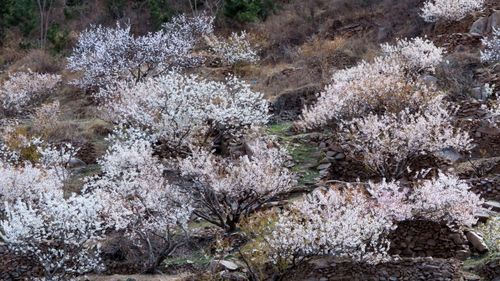 南北九水花如海 观崂竹窝满山白