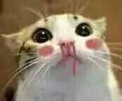 猫咪流鼻血仰着头看过来_金馆长妈蛋表情网md.itlun.cn