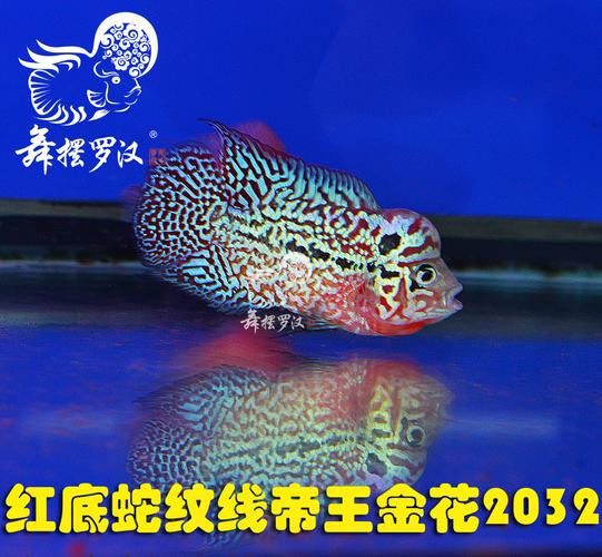 舞摆罗汉鱼活体 鸿运 红马骝 德萨斯 金马骝/ 帝王金花2032优惠券