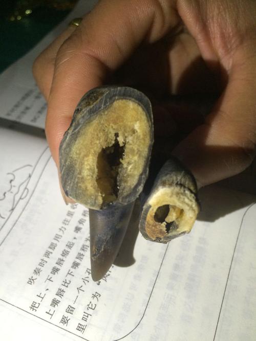 500元入手的老虎爪子,求鉴定!感激不尽