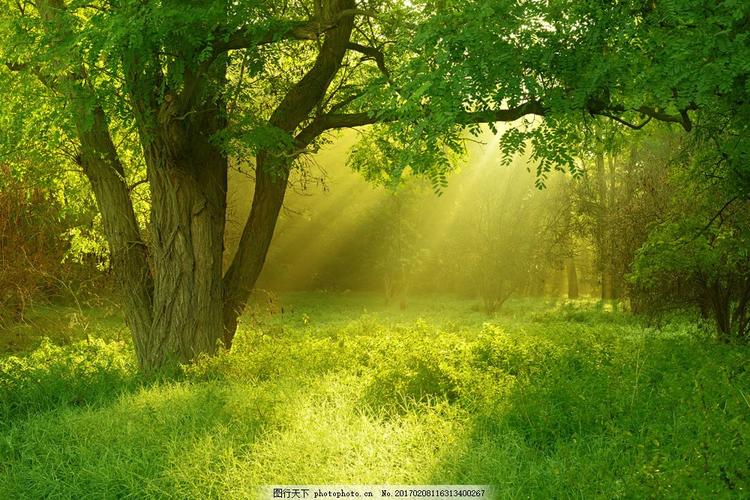 草地大树背景 草地大树背景图片素材 树木 阳光 自然风光 风景