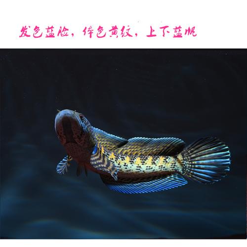 黄金眼镜蛇雷龙