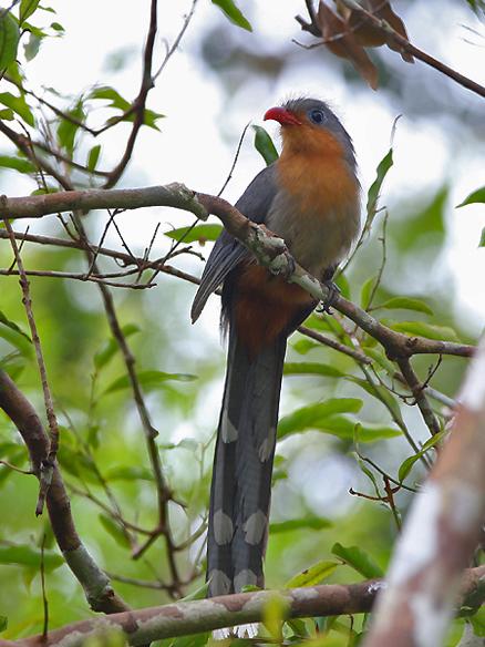 红嘴地鹃(carpococcyx renauldi),杜鹃科,地鹃属鸟类,分布在东亚
