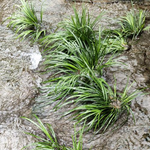 菖蒲香昌金线绿植植物栽植盆景水培虎须蒲草绿植