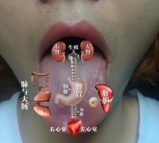 全息舌诊,窥探五脏六腑的秘密!