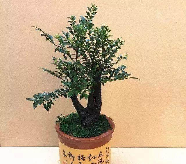 家中养植小叶紫檀盆景,要掌握养植的方法才可以,寓意好,上档次