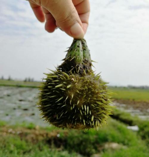 芡实,睡莲科水生草本植物芡的种子.又称鸡头实,水生鸡头,刺莲蓬实.