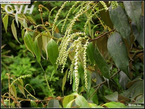 米槠castanopsis carlesii (hemsl.) hayata.