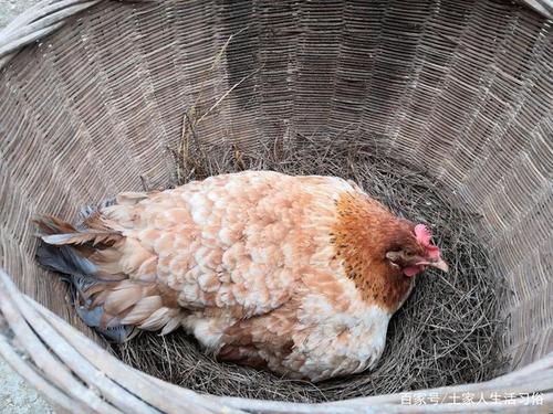 怎样孵小鸡(农村如何孵小鸡?注意7点就能成功)