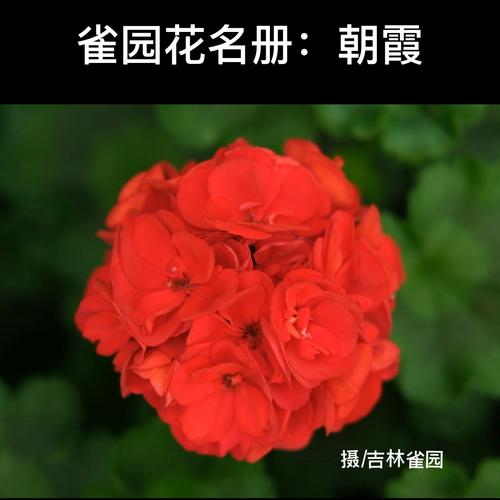 赏花 直立天竺葵:朝霞_赏花_天竺葵_通化攻略_家居家装_家居装饰_花艺