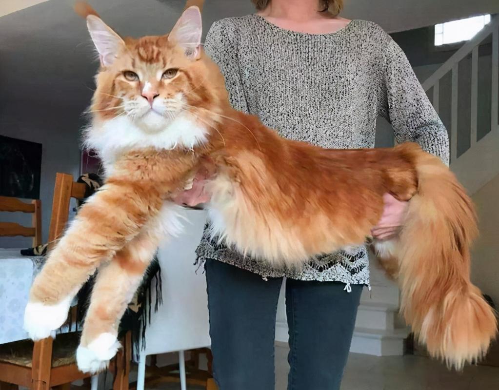 有哪些橘色的猫咪品种?