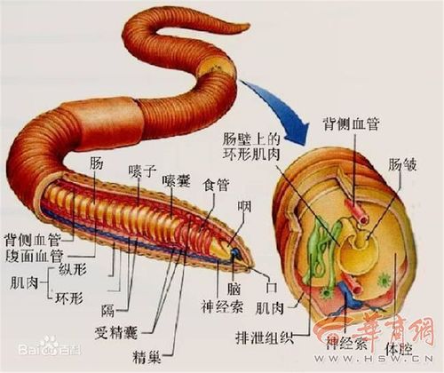 蚯蚓还有一个名字叫"曲鳝",是环节动物门寡毛纲的代表性动物