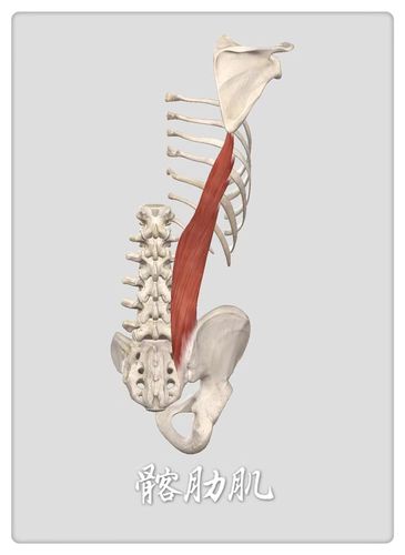 在脊柱的两侧有三条长长的表层肌肉:最长肌,髂肋肌,棘肌 第