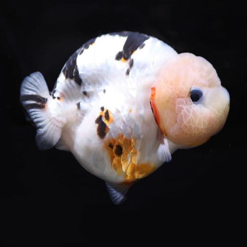 潘氏小尾兰寿水墨金鱼活体精品观赏鱼冷水水族鱼
