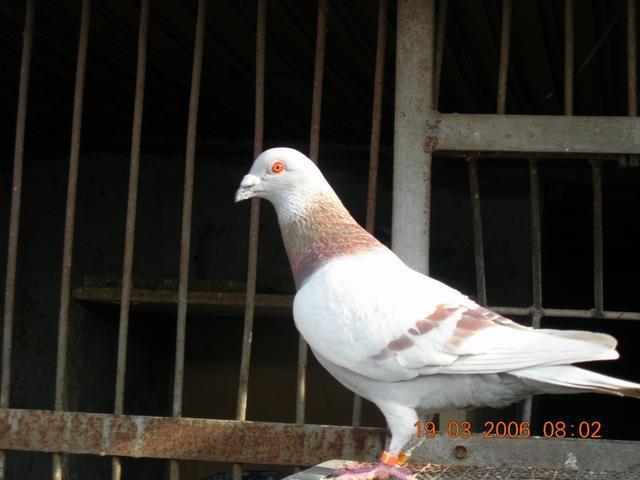 这些做法帮助你的鸽子快速配对成功