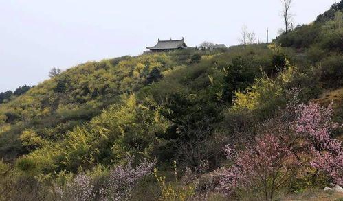 晋城晋普山连翘花盛开,太壮观了!