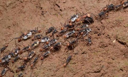 二战时德军真的有支部队在非洲原始森林,因遭遇行军蚁
