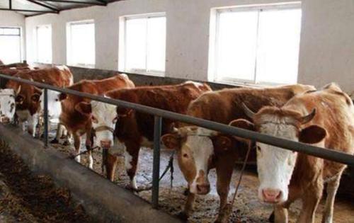 办一个20头牛的小型养牛场需要投入多少钱