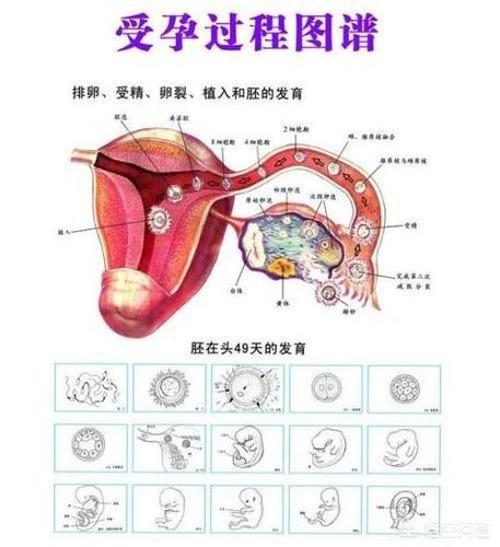 什么时候女性最容易怀孕啊?