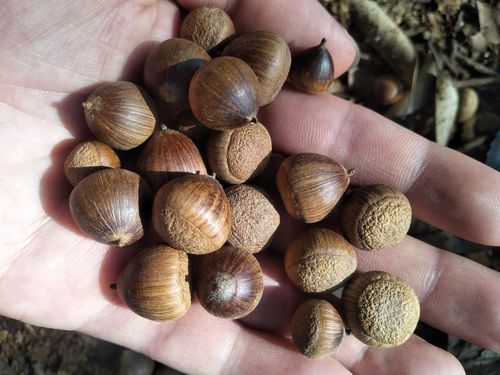 高山野生苦槠粉/宝宝痱子粉/可食用的爽身粉