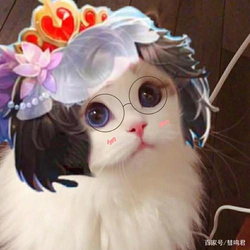 王者猫咪头