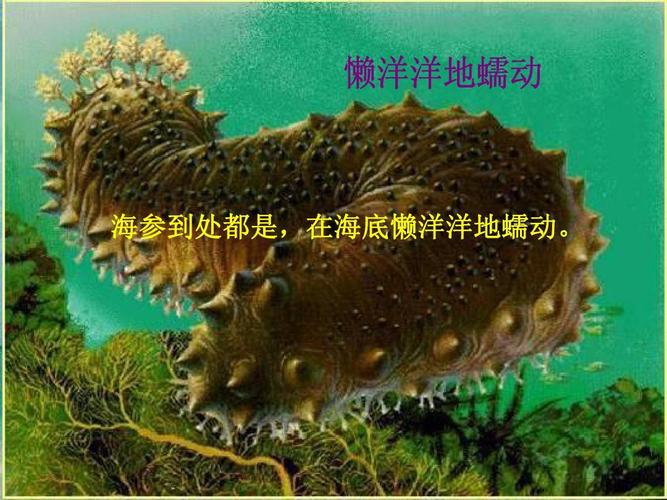 《可爱的西沙群岛》课件ppt