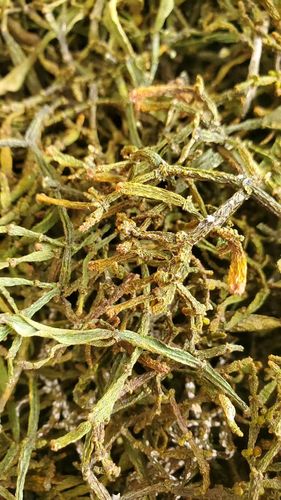 2020年景迈古茶树上的螃蟹脚