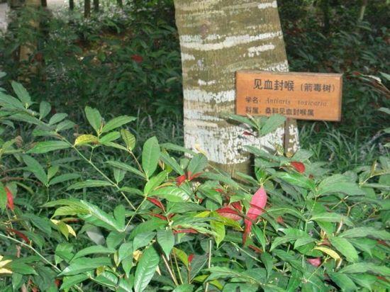 返回搜狐,查看更多10,见血封喉 七步倒抑或又名七步断肠虹,民谣曰七上