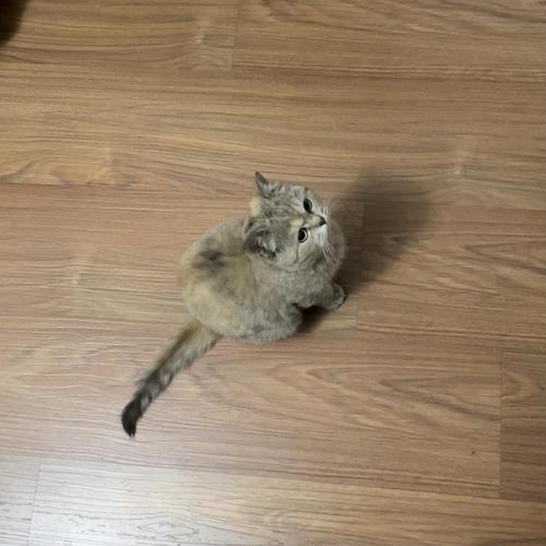 我的猫六个月体型很小 求问是什么品种串的