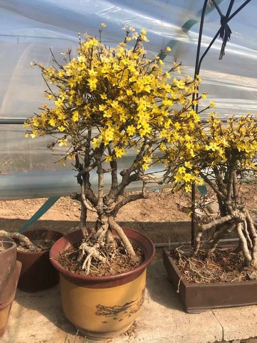 老桩迎春盆景 龙爪迎春花盆栽 实物拍摄 黄花 阳台包邮金盛盆景园