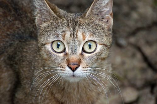 一分钟科普:猫咪的嗅觉=人类的视觉
