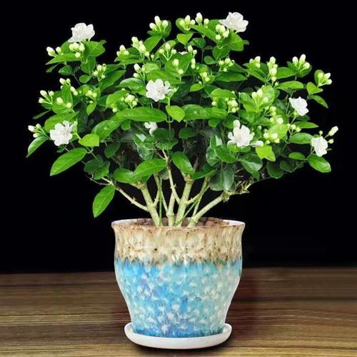茉莉花盆栽室外绿植花卉阳台茉莉花盆栽四季开花庭院窗台观花植物