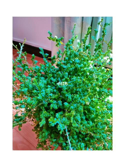 变色龙_植物_家居家装_家居装饰