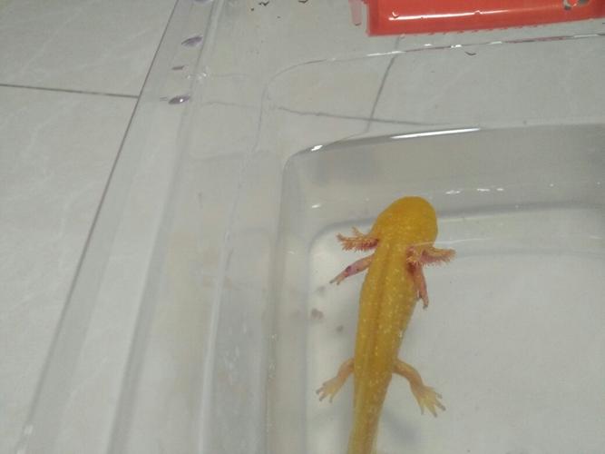 哪位大神知道六角恐龙这是什么病.刚买回来不到一个礼拜.