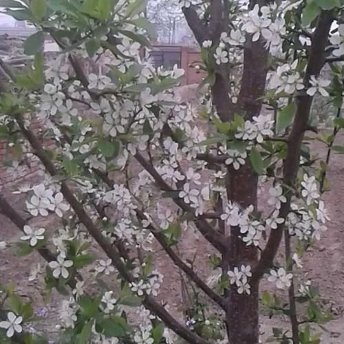 在我家前院栽了一颗"西梅"树,七年才开花结果.