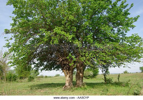 image gallery: mulberry tree