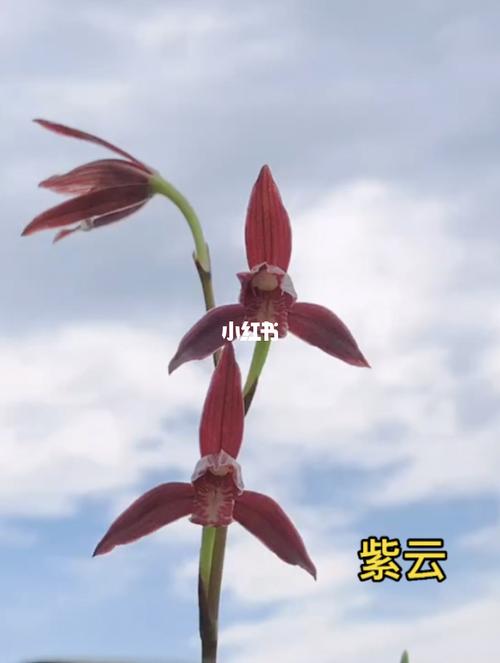建兰紫云_兰花_家居家装_家居装饰