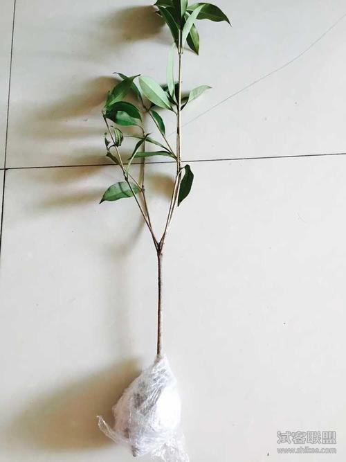 桂花树苗