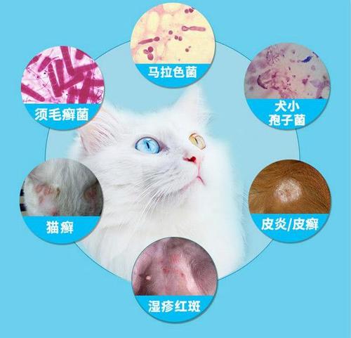 宠物猫猫得了湿疹怎么办?